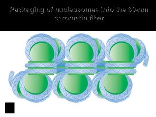 Packaging of nucleosomes into the 30-nmPackaging of nucleosomes into the 30-nm
chromatin fiberchromatin fiber
 