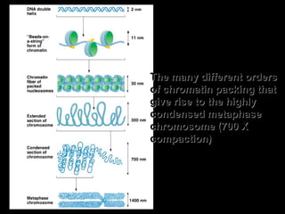 The many different ordersThe many different orders
of chromatin packing thatof chromatin packing that
give rise to the highlygive rise to the highly
condensed metaphasecondensed metaphase
chromosome (700 Xchromosome (700 X
compaction)compaction)
 