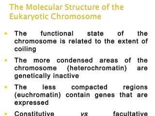 • The functional state of the
chromosome is related to the extent of
coiling
• The more condensed areas of the
chromosome (heterochromatin) are
genetically inactive
• The less compacted regions
(euchromatin) contain genes that are
expressed
 