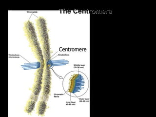 The CentromereThe Centromere
 