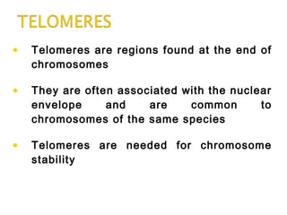 • Telomeres are regions found at the end of
chromosomes
• They are often associated with the nuclear
envelope and are common to
chromosomes of the same species
• Telomeres are needed for chromosome
stability
 