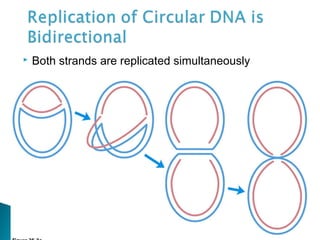  Both strands are replicated simultaneously
 