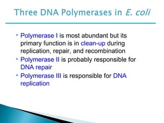  Polymerase I is most abundant but its
primary function is in clean-up during
replication, repair, and recombination
 Polymerase II is probably responsible for
DNA repair
 Polymerase III is responsible for DNA
replication
 