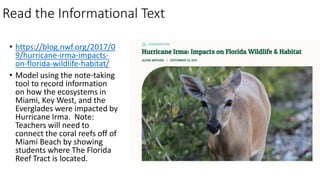 Read the Informational Text
• https://blog.nwf.org/2017/0
9/hurricane-irma-impacts-
on-florida-wildlife-habitat/
• Model using the note-taking
tool to record information
on how the ecosystems in
Miami, Key West, and the
Everglades were impacted by
Hurricane Irma. Note:
Teachers will need to
connect the coral reefs off of
Miami Beach by showing
students where The Florida
Reef Tract is located.
 
