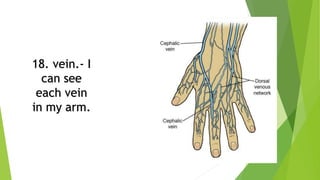 18. vein.- I
can see
each vein
in my arm.
 
