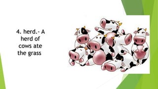 4. herd.- A
herd of
cows ate
the grass.
 