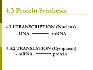4.3 Protein Synthesis ,[object Object],[object Object],4.3.2 TRANSLATION (Cytoplasm) - mRNA  protein 