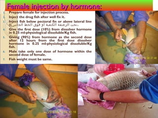 Inject Fish Artificial insemination steps for carp | PPT
