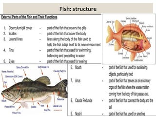 4th lecture 17.3.22 BFTC-601.pptx