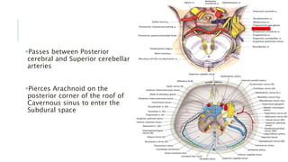 Passes between Posterior
cerebral and Superior cerebellar
arteries
Pierces Arachnoid on the
posterior corner of the roof of
Cavernous sinus to enter the
Subdural space
 