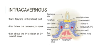 INTRACAVERNOUS PART
Runs forward in the lateral wall
Lies below the oculomotor nerve
Lies above the 1st division of 5th
cranial nerve
 