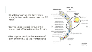 In anterior part of the Cavernous
sinus, it rises and crosses over the 3rd
nerve
Leaves sinus to pass through the
lateral part of Superior orbital fissure
Lies superolateral to the Annulus of
Zinn and medial to the Frontal nerve
 