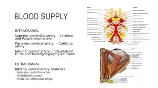 BLOOD SUPPLY
INTRACRANIAL
Superior cerebellar artery - Vermian
and Paravermian artery
Posterior cerebral artery - Collicular
artery
Internal carotid artery - Inferolateral
trunk and Meningohypophyseal trunk
EXTRACRANIAL
Internal carotid artery branches
 Intrasinusoidal branches
 Ophthalmic artery
 Posterior ethmoidal artery
 