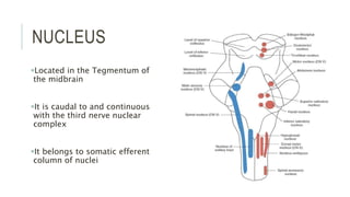 NUCLEUS
Located in the Tegmentum of
the midbrain
It is caudal to and continuous
with the third nerve nuclear
complex
It belongs to somatic efferent
column of nuclei
 