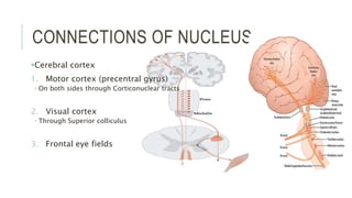 CONNECTIONS OF NUCLEUS
Cerebral cortex
1. Motor cortex (precentral gyrus)
 On both sides through Corticonuclear tracts
2. Visual cortex
 Through Superior colliculus
3. Frontal eye fields
 