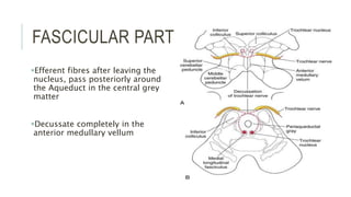 FASCICULAR PART
Efferent fibres after leaving the
nucleus, pass posteriorly around
the Aqueduct in the central grey
matter
Decussate completely in the
anterior medullary vellum
 