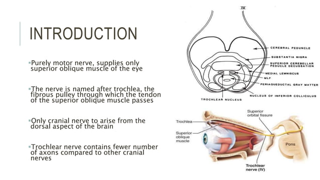 Trochlear nerve Trochlear nerve