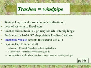 Trachea = windpipe

•   Starts at Larynx and travels through mediastinum
•   Located Anterior to Esophagus
•   Trachea terminates into 2 primary bronchi entering lungs
•   Walls contain 16-20 “C” shaped rings Hyaline Cartilage
•   Trachealis Muscle (smooth muscle and soft CT)
•   Layers (deep to superficial)
    – Mucosa = Ciliated Psuedostratified Epithelium
    – Submucosa- contains seromucous glands
    – Adventitia – made of connective tissue, contains cartilage rings

                                                                         pg 966
 