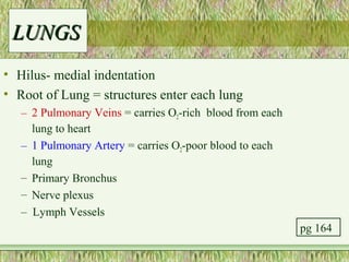 LUNGS
• Hilus- medial indentation
• Root of Lung = structures enter each lung
   – 2 Pulmonary Veins = carries O2-rich blood from each
     lung to heart
   – 1 Pulmonary Artery = carries O2-poor blood to each
     lung
   – Primary Bronchus
   – Nerve plexus
   – Lymph Vessels
                                                           pg 164
 