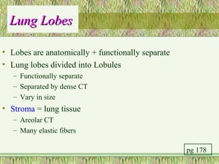 Lung Lobes

• Lobes are anatomically + functionally separate
• Lung lobes divided into Lobules
   – Functionally separate
   – Separated by dense CT
   – Vary in size
• Stroma = lung tissue
   – Areolar CT
   – Many elastic fibers

                                                   pg 178
 