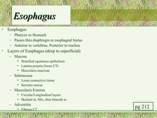 Esophagus
•   Esophagus
     – Pharynx to Stomach
     – Passes thru diaphragm at esophageal hiatus
     – Anterior to vertebrae, Posterior to trachea
•   Layers of Esophagus (deep to superficial)
     – Mucosa
         • Stratified squamous epithelium
         • Lamina propria (loose CT)
         • Muscularis mucosae
     – Submucosa
         • Loose connective tissue
         • Secretes mucus
     – Muscularis Externa
         • Circular/Longitudinal layers
         • Skeletal m, Mix, then Smooth m
     – Adventitia
         • Fibrous CT
                                                     pg 212
 