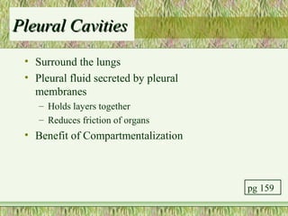 Pleural Cavities
 • Surround the lungs
 • Pleural fluid secreted by pleural
   membranes
    – Holds layers together
    – Reduces friction of organs
 • Benefit of Compartmentalization



                                       pg 159
 