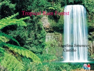 Tropical Rain Forest By: Angelina Jimenez-Castillo 