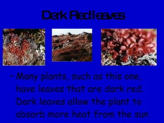 Dark Red leaves Many plants, such as this one, have leaves that are dark red. Dark leaves allow the plant to absorb more heat from the sun which helps for living in this cold climate 