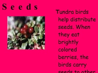 Seeds T undra birds help distribute seeds. When they eat brightly colored berries, the birds carry seeds to other places and leave the seeds to grow. 