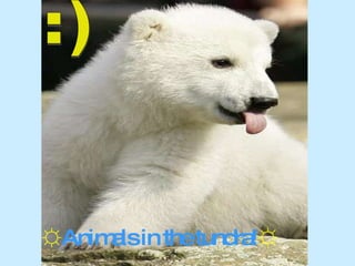 ☼ Animals in the tundra! ☼ :) 