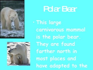 Polar Bear This large carnivorous mammal is the polar bear. They are found farther north in most places and have adapted to the cold, using there thick coats of fur that are as white as the snow! 