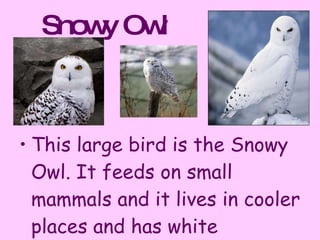 Snowy Owl This large bird is the Snowy Owl. It feeds on small mammals and it lives in cooler places and has white feathers to blend in with the snow!  