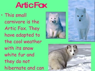 Artic Fox This small carnivore is the Artic Fox. They have adapted to the cool weather with its snow white fur and they do not hibernate and can withstand temperatures as low as -50 degrees C!!! 