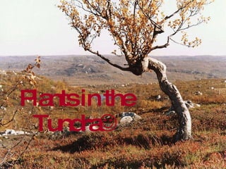 Plants in the Tundra  