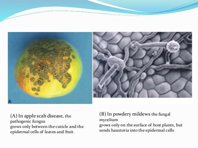 Infection, Invasion, Growth and Reproduction of pathogen