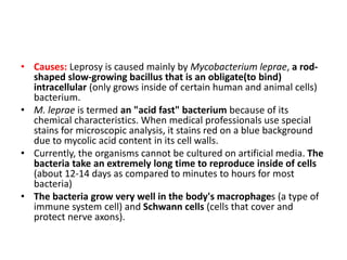 • Causes: Leprosy is caused mainly by Mycobacterium leprae, a rod-
shaped slow-growing bacillus that is an obligate(to bind)
intracellular (only grows inside of certain human and animal cells)
bacterium.
• M. leprae is termed an "acid fast" bacterium because of its
chemical characteristics. When medical professionals use special
stains for microscopic analysis, it stains red on a blue background
due to mycolic acid content in its cell walls.
• Currently, the organisms cannot be cultured on artificial media. The
bacteria take an extremely long time to reproduce inside of cells
(about 12-14 days as compared to minutes to hours for most
bacteria)
• The bacteria grow very well in the body's macrophages (a type of
immune system cell) and Schwann cells (cells that cover and
protect nerve axons).
 