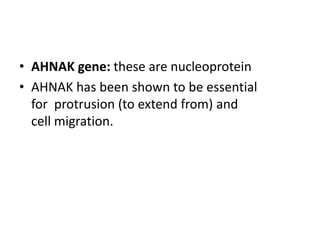 • AHNAK gene: these are nucleoprotein
• AHNAK has been shown to be essential
for protrusion (to extend from) and
cell migration.
 