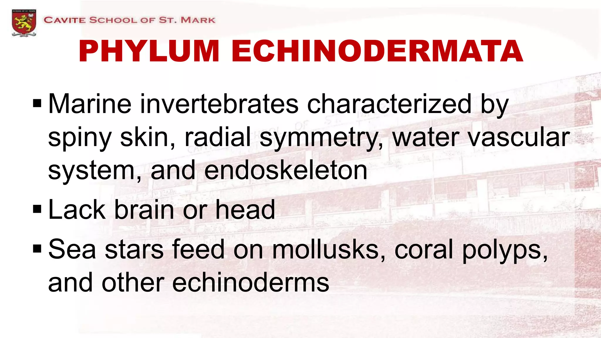 PHYLUM ECHINODERMATA
 Marine invertebrates characterized by
spiny skin, radial symmetry, water vascular
system, and endoskeleton
 Lack brain or head
 Sea stars feed on mollusks, coral polyps,
and other echinoderms
 