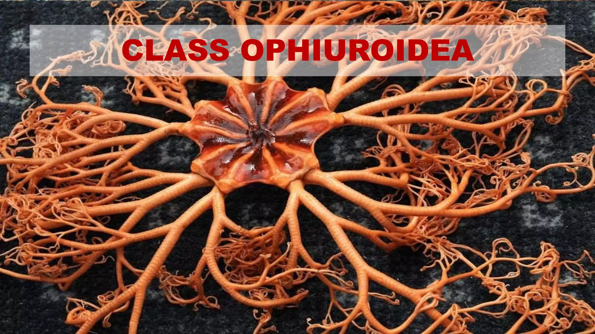 CLASS OPHIUROIDEA
 