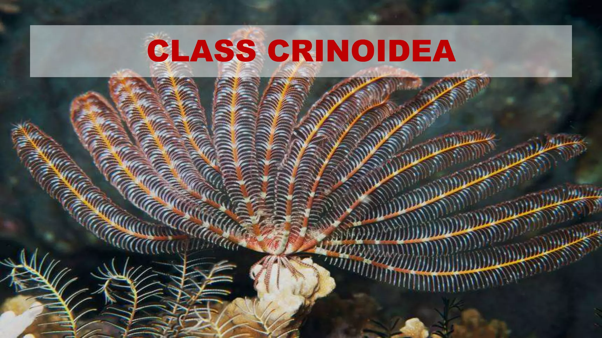 CLASS CRINOIDEA
 