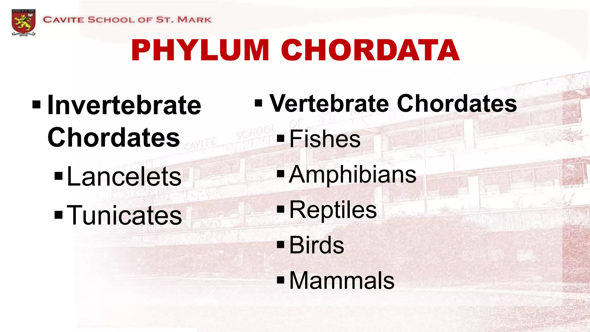 PHYLUM CHORDATA
 Invertebrate
Chordates
Lancelets
Tunicates
 Vertebrate Chordates
Fishes
Amphibians
Reptiles
Birds
Mammals
 