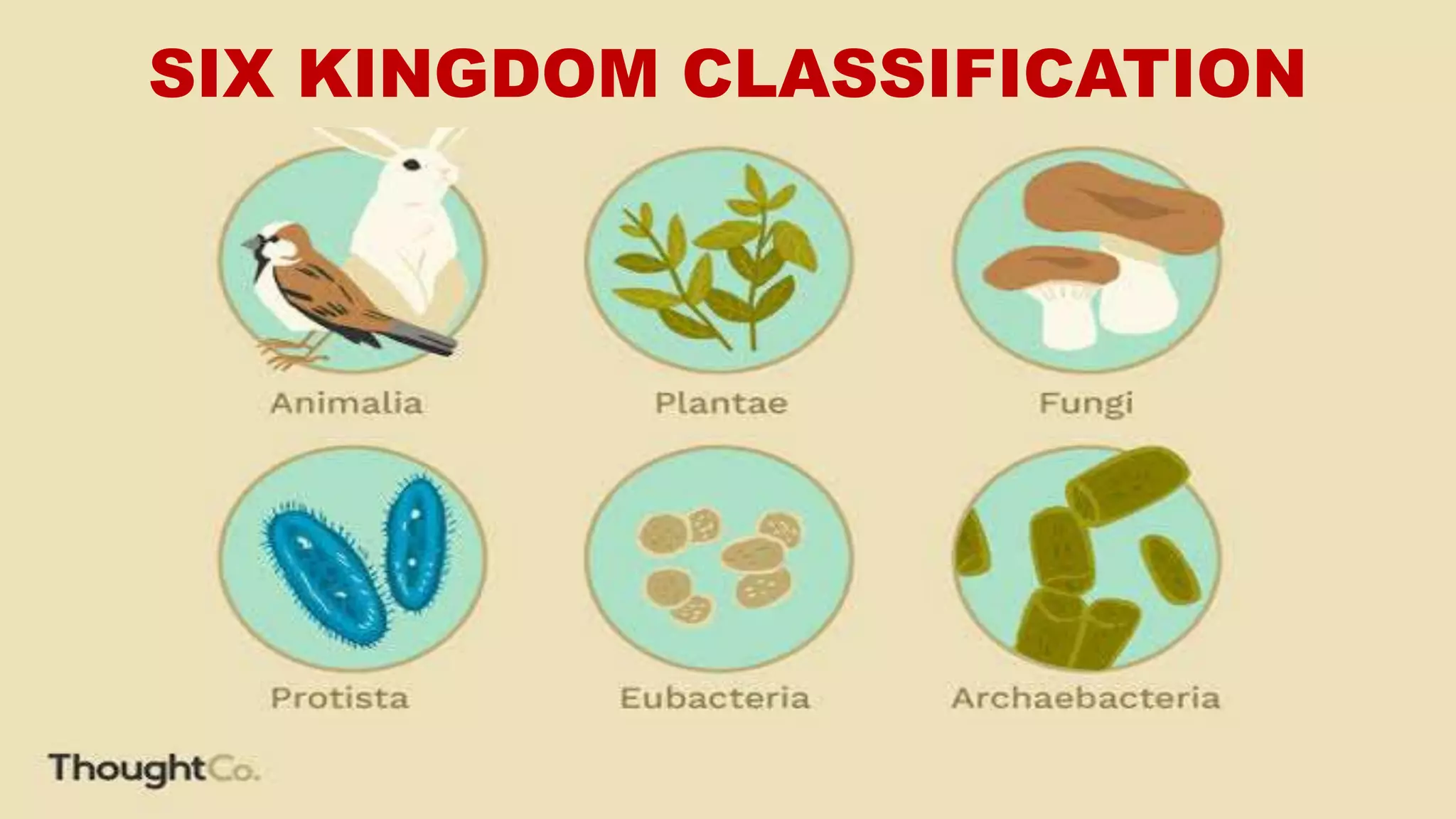 SIX KINGDOM CLASSIFICATION
 