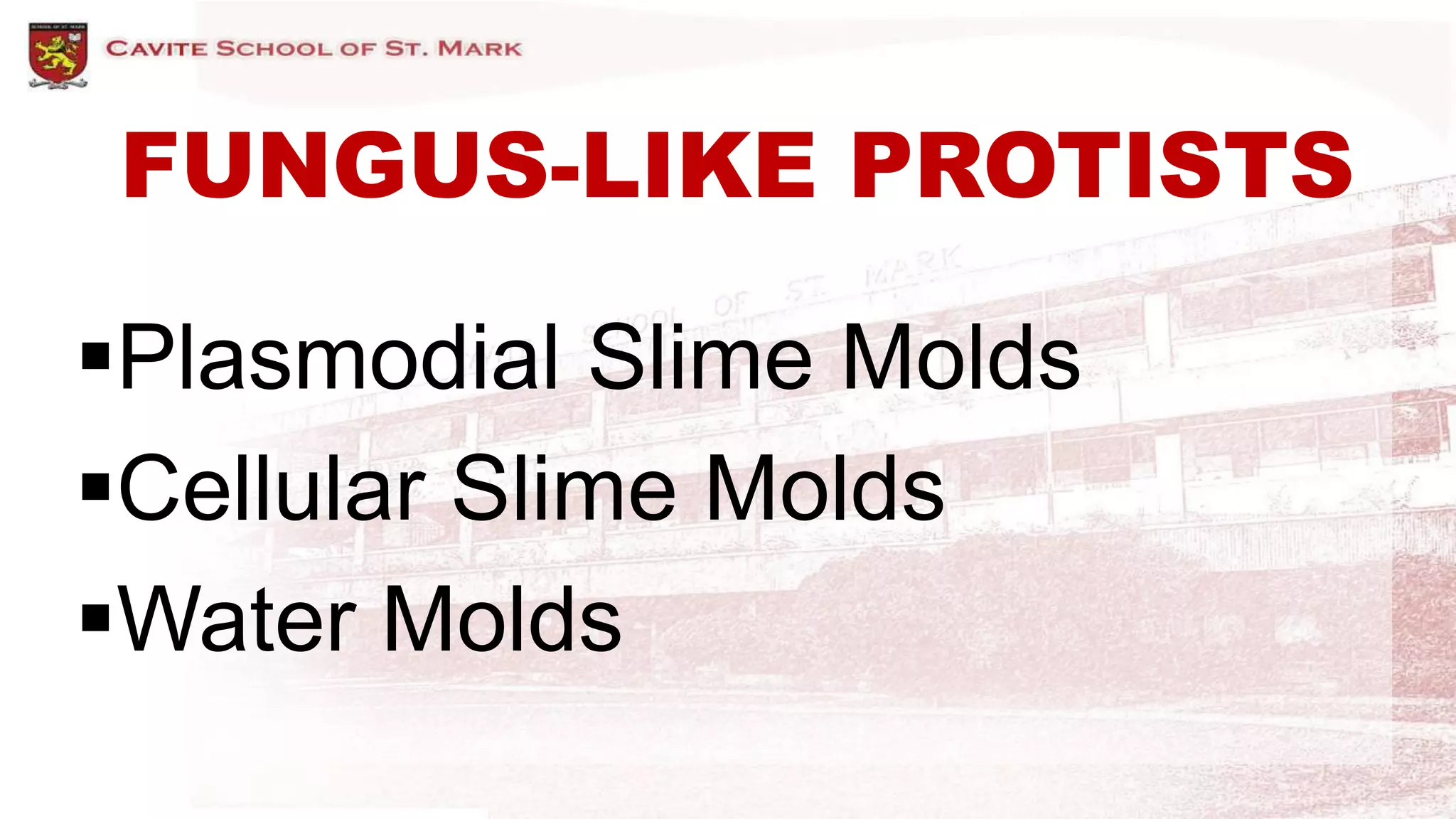 FUNGUS-LIKE PROTISTS
Plasmodial Slime Molds
Cellular Slime Molds
Water Molds
 