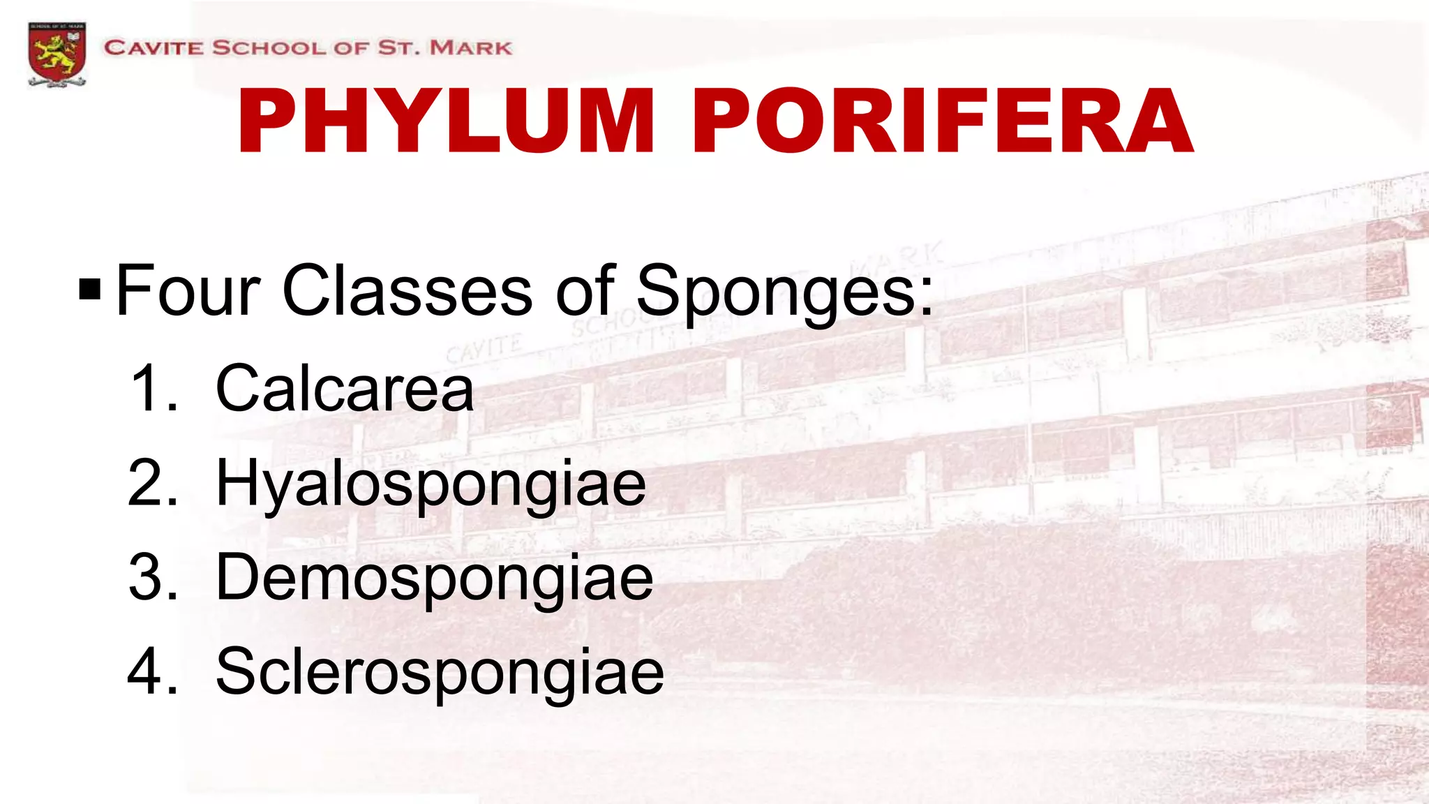 PHYLUM PORIFERA
Four Classes of Sponges:
1. Calcarea
2. Hyalospongiae
3. Demospongiae
4. Sclerospongiae
 