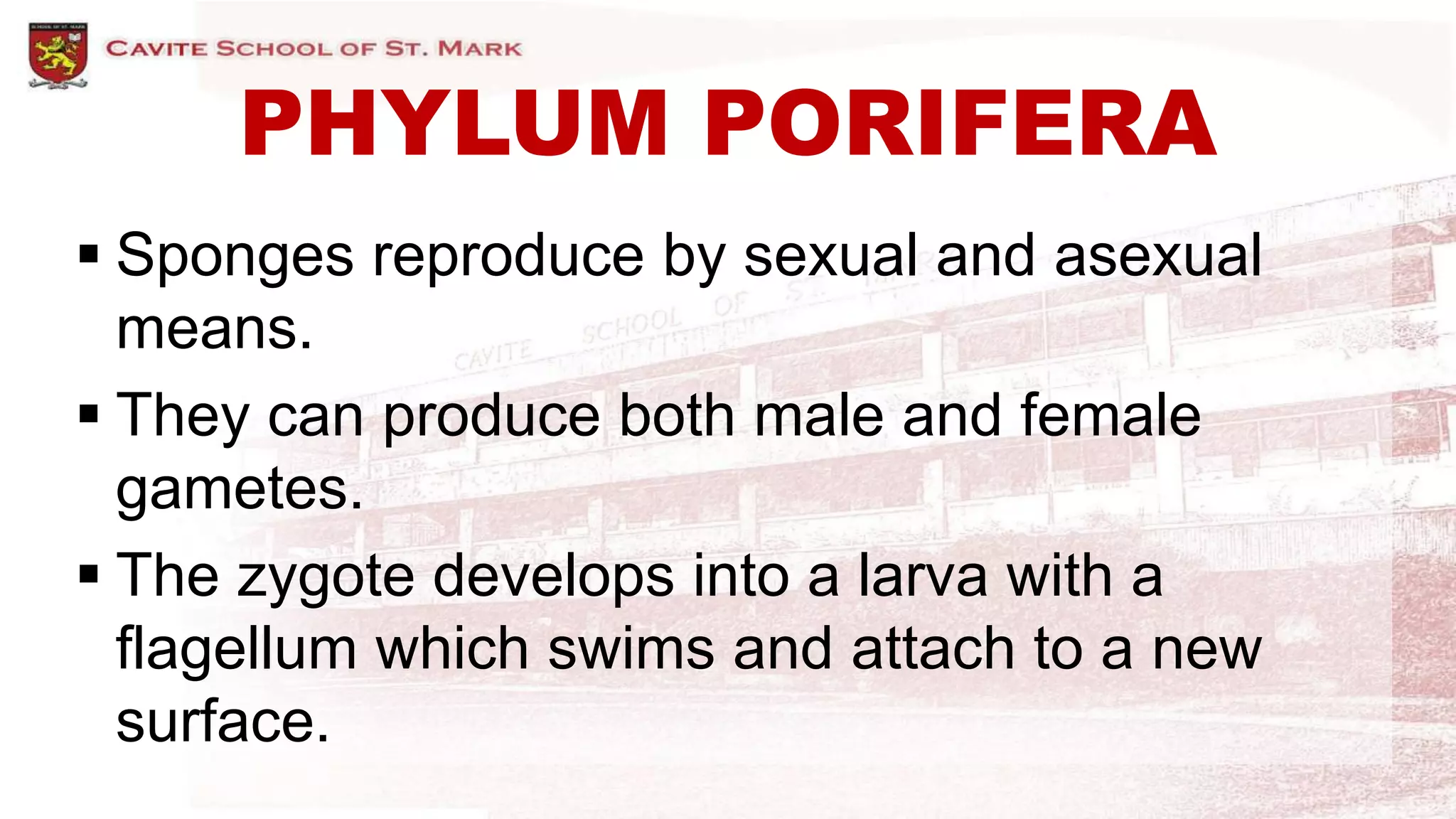 PHYLUM PORIFERA
 Sponges reproduce by sexual and asexual
means.
 They can produce both male and female
gametes.
 The zygote develops into a larva with a
flagellum which swims and attach to a new
surface.
 