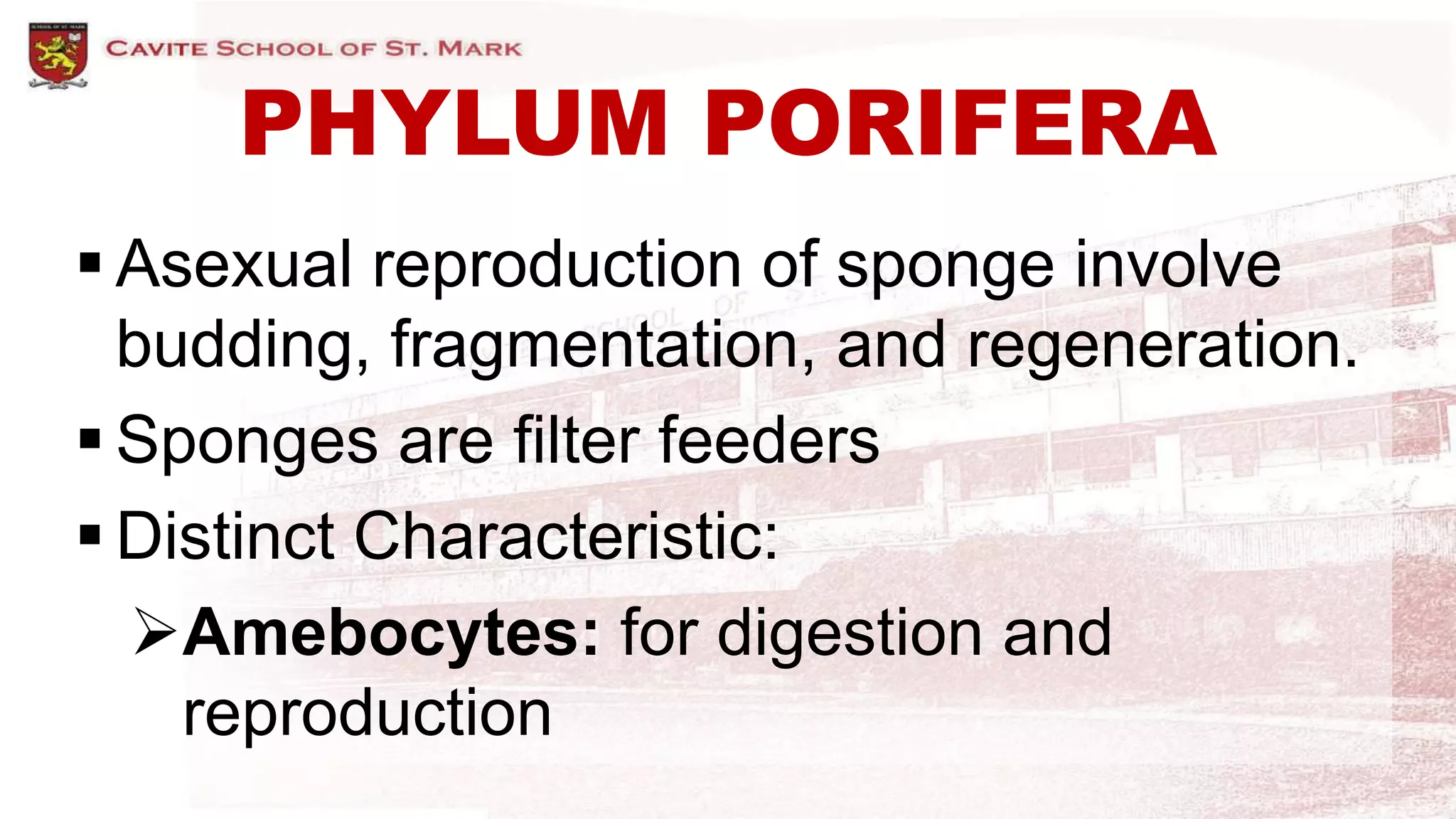 PHYLUM PORIFERA
 Asexual reproduction of sponge involve
budding, fragmentation, and regeneration.
 Sponges are filter feeders
 Distinct Characteristic:
Amebocytes: for digestion and
reproduction
 