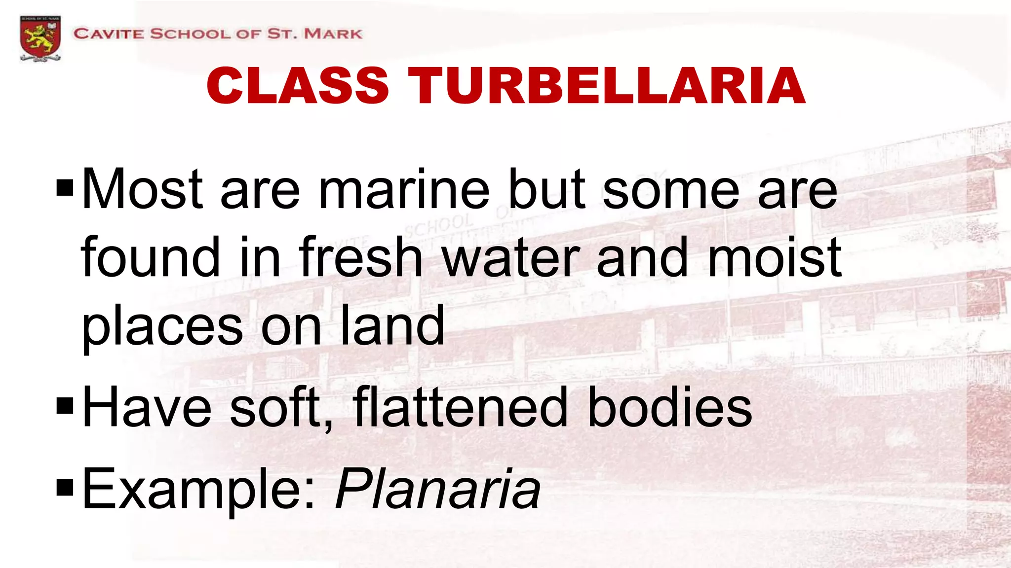 CLASS TURBELLARIA
Most are marine but some are
found in fresh water and moist
places on land
Have soft, flattened bodies
Example: Planaria
 