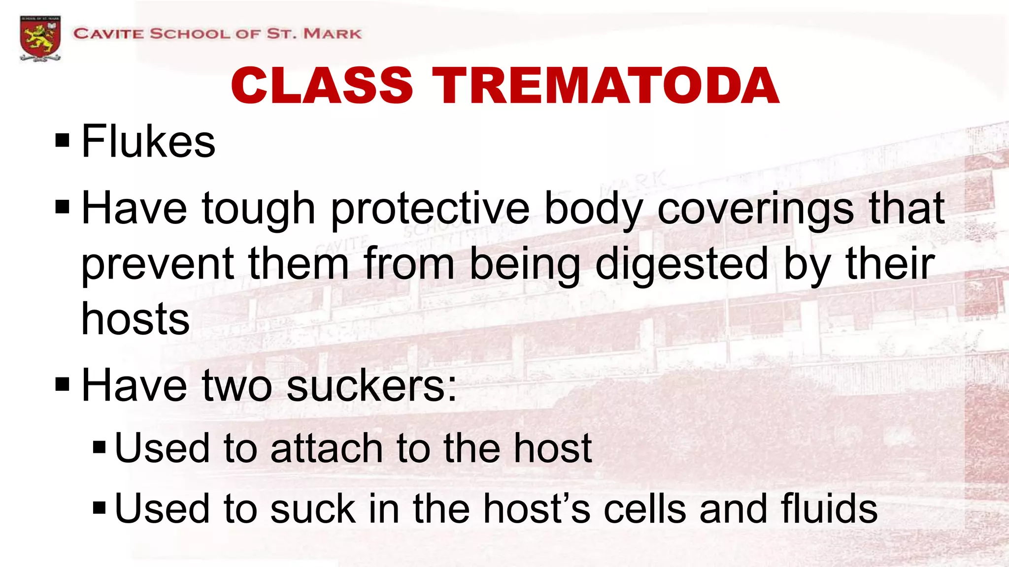 CLASS TREMATODA
 Flukes
 Have tough protective body coverings that
prevent them from being digested by their
hosts
 Have two suckers:
Used to attach to the host
Used to suck in the host’s cells and fluids
 