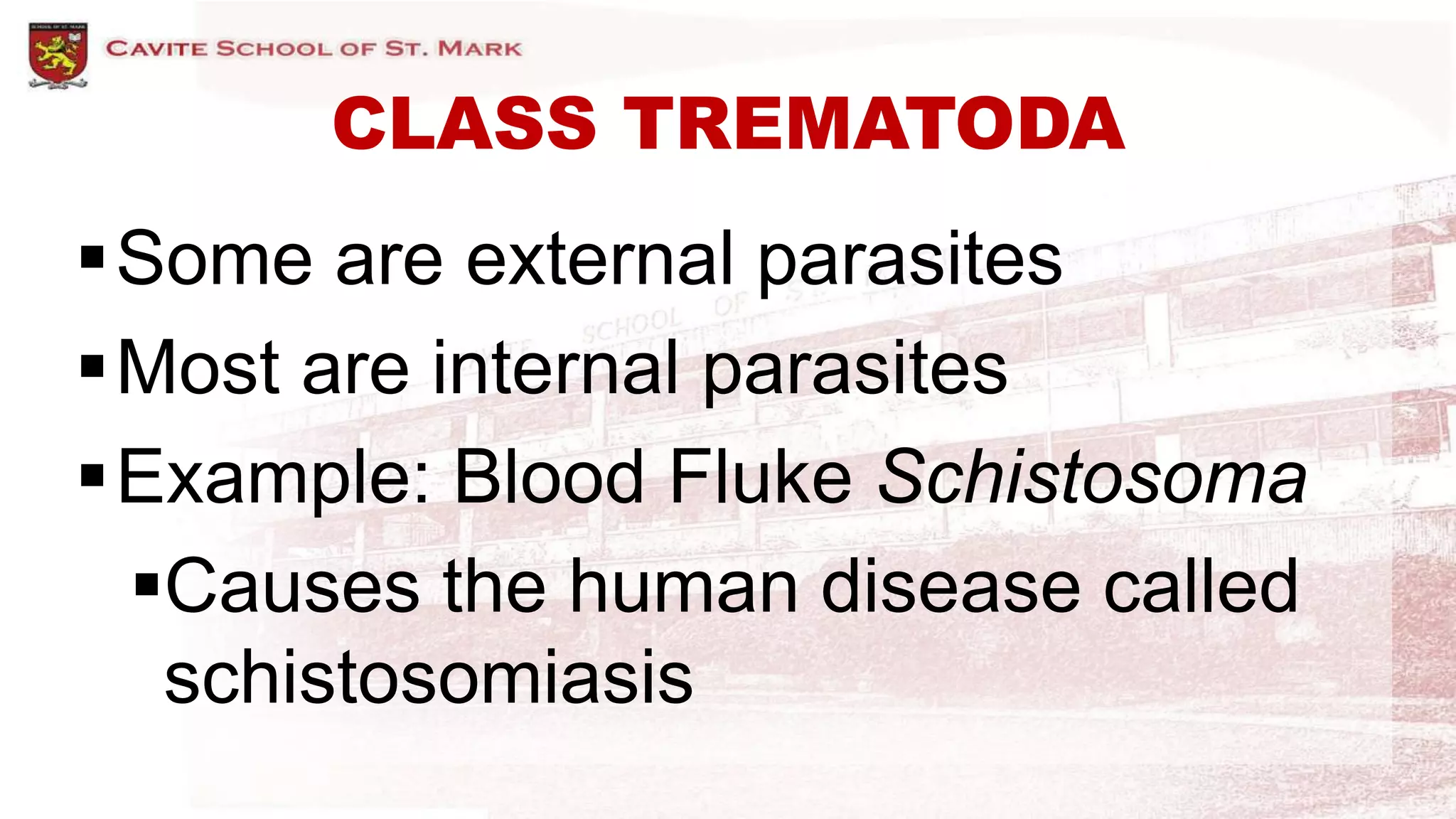 CLASS TREMATODA
Some are external parasites
Most are internal parasites
Example: Blood Fluke Schistosoma
Causes the human disease called
schistosomiasis
 