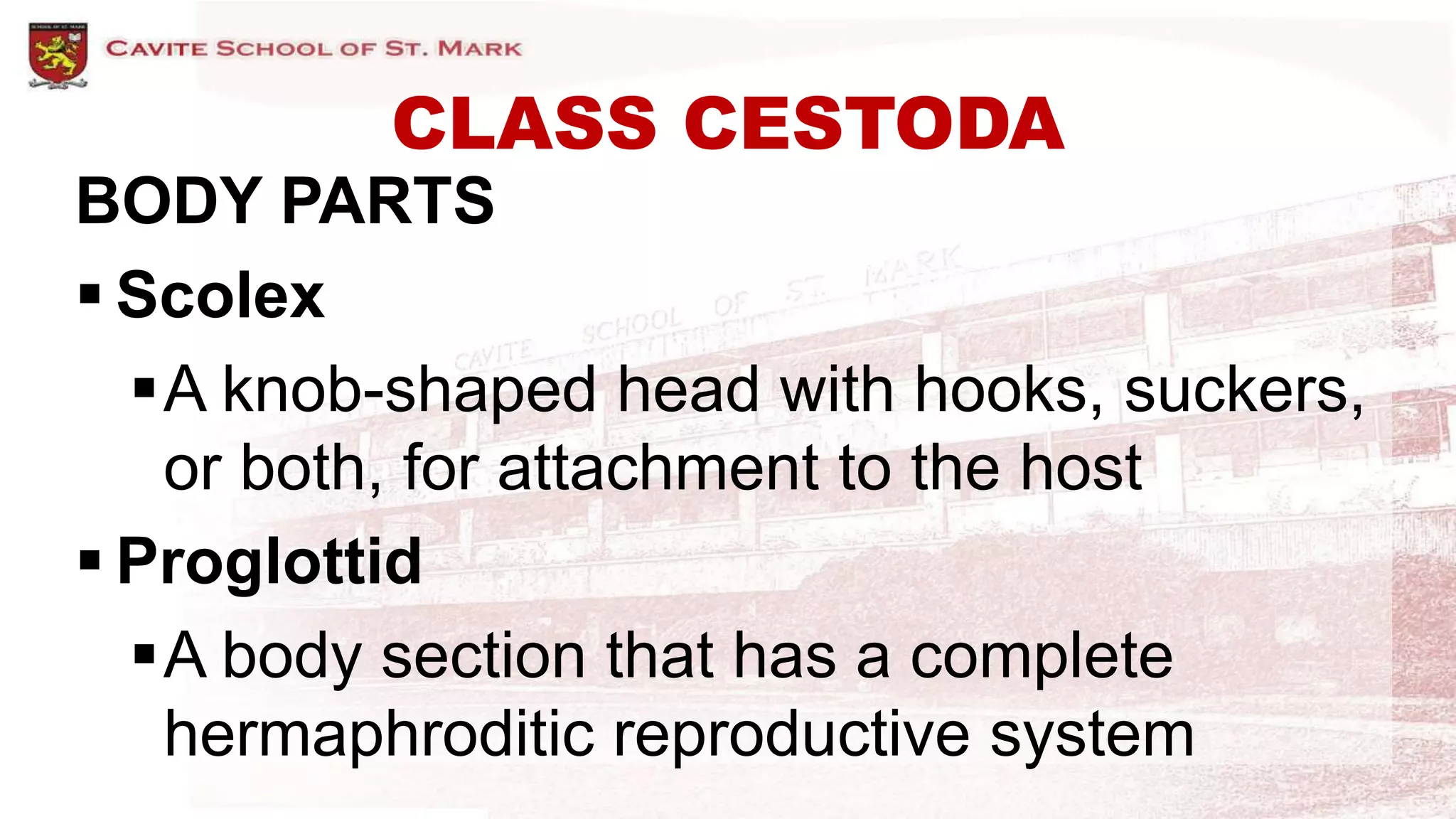 CLASS CESTODA
BODY PARTS
 Scolex
A knob-shaped head with hooks, suckers,
or both, for attachment to the host
 Proglottid
A body section that has a complete
hermaphroditic reproductive system
 